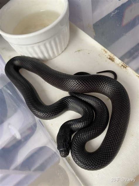 墨西哥黑王蛇好養嗎